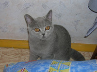 Malysh