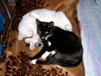 Masya & Musya