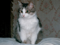 Murka