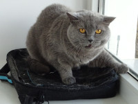Nyusha