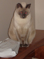 Tikki
