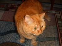 Tishka