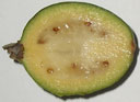 Фейхоа (feijoa) внутри