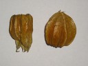 Физалис (physalis) снаружи
