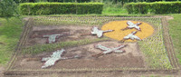 Swans made of flowers
© 2005 Stanislav Ogryzkov