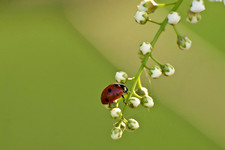 Коровка семиточечная
