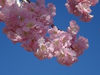 Так цветёт искусственная сакура