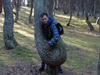 В Танцующем лесу Куршской косы изображаю из себя контрабасиста. 😁