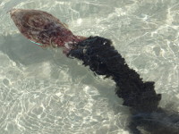 Cuttlefish's Escape