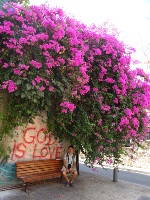 2018.09.10 The quintessence of Christianity – in one phrase, “God Is Love”, framed by flowers in the Old Jaffa, on Jewish land, where the religion if from.