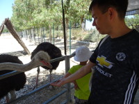 2019.06.05 Feeding an ostrich with caution.