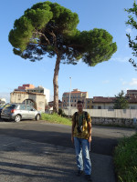 2019.10.03 At the time of this photo I didn't know that this “umbrella” tree in Italy (Rome) is a stone pine, also known as Italian stone pine. 😊