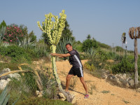 2021.07.29 I am brave to choke the cactus before it pricks me, in the Ayia Napa Sculpture and Cactus Park.