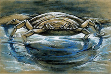 The Crab That Played with the Sea (7) 
(frames for the movie after R. Kipling)